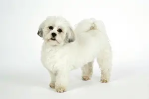 Utlity: DOG - Lhasa Apso, in puppy cut, standing
