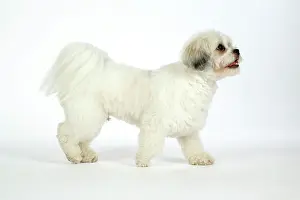 Utlity: DOG - Lhasa Apso, in puppy cut, walking side view