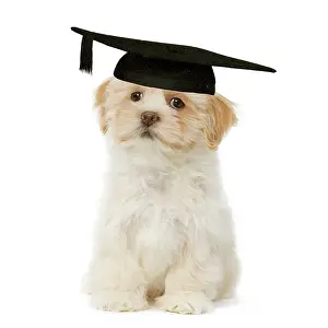 Wise: Dog - Lhasa Apso puppy in mortar board
