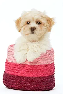 Raffia: Dog - Lhasa Apso - puppy in pink raffia basket
