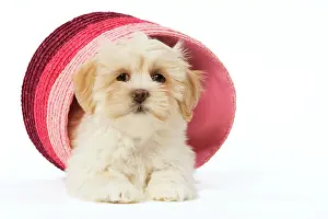 Raffia: Dog - Lhasa Apso - puppy in pink raffia basket