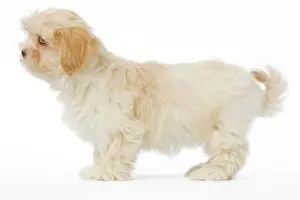 Apsos: Dog - Lhasa Apso puppy in studio
