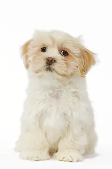 Apsos: Dog - Lhasa Apso puppy in studio