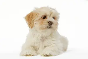 Apsos: Dog - Lhasa Apso puppy in studio