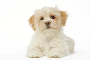 Apsos: Dog - Lhasa Apso puppy in studio