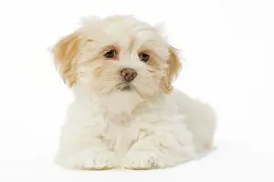 Apsos: Dog - Lhasa Apso puppy in studio