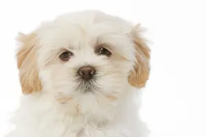 Apsos: Dog - Lhasa Apso puppy in studio