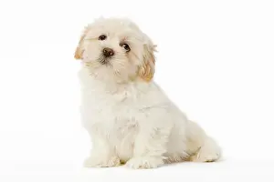 Apsos: Dog - Lhasa Apso puppy in studio