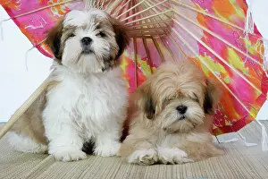 Parasols: DOG - Lhasa Apso (right) & Shih Tzu puppies lying