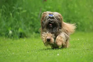 Lhasa: Dog, Lhasa Apso, running, Arnsberg, North Rhine-Westphalia