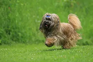 Lhasa: Dog, Lhasa Apso, running, Arnsberg, North Rhine-Westphalia