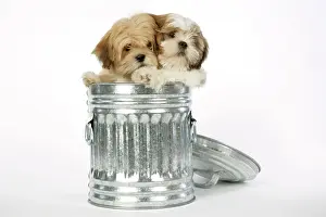 Dustbin: DOG - Lhasa Apso & Shih Tzu puppies in a dustbin
