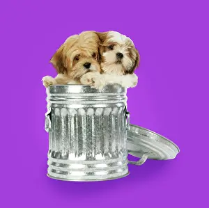 Dustbin: DOG - Lhasa Apso & Shih Tzu puppies in a dustbin