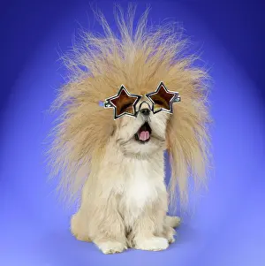 Spectacles: DOG - Lhasa Apso - singing - yawning