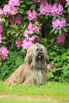 Lhasa: Dog, Lhasa Apso, sitting, Arnsberg, North Rhine-Westphalia