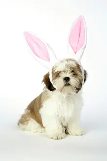 Quirky: DOG - Lhasa Apso - wearing rabbit ears - 12 week old puppy