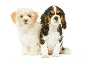 Apsos: Dog - Lhassa Apso puppy with Cavalier King Charles