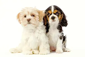 Apsos: Dog - Lhassa Apso puppy with Cavalier King Charles