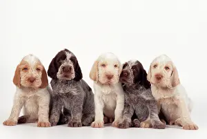 Spinone: DOG - line of X 5 Spinone puppies