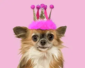Dog - Long-Haired Chihuahua Digital manipulation