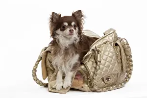 Handbag: Dog - Long-haired Chihuahua in handbag in studio