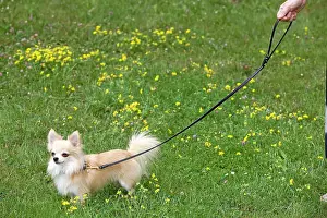 Walked: Dog - long-haired chihuahua on lead outside being walked