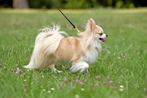 Walked: Dog - long-haired chihuahua on lead outside being walked