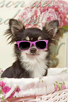 Sunglasses: Dog - Long haired Chihuahua puppy wearing pink glasses