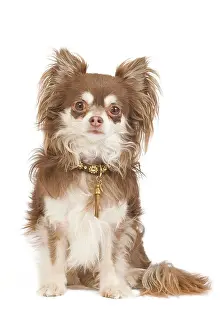 Dogd: Dog - long-haired chihuahua in studio