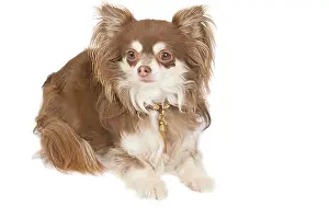 Dogd: Dog - long-haired chihuahua in studio