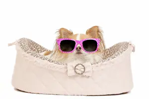 250619: Dog - long-haired chihuahua in studio in dog