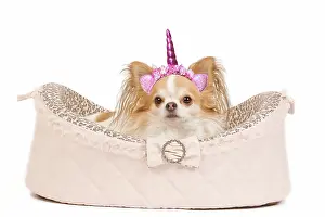 Unicorn: Dog - long-haired chihuahua in studio in dog