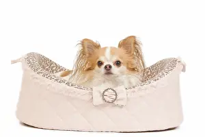Dogd: Dog - long-haired chihuahua in studio in dog bed