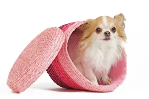 Dogd: Dog - long-haired chihuahua in studio in pink basket
