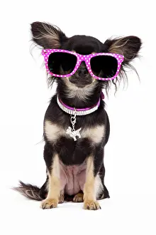 250619: Dog - Long-haired Chihuahua in studio wearing