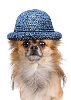 220719: Dog - long-haired Chihuahua in studio wearing blue straw hat