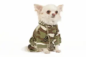 Jacket: Dog - long-haired chihuahua in studio wearing camouflage