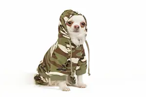Jacket: Dog - long-haired chihuahua in studio wearing camouflage