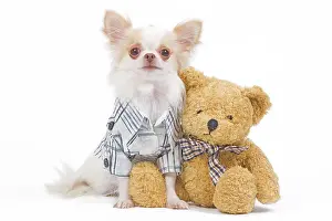 Checked: Dog - long-haired chihuahua in studio wearing checked
