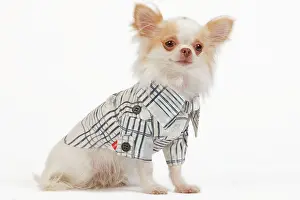 Checked: Dog - long-haired chihuahua in studio wearing checked shirt