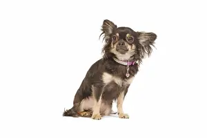 Dogd: Dog - long-haired chihuahua in studio wearing diamante