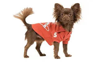 Shirt: Dog - Long-haired Chihuahua in studio wearing a dog t-shirt