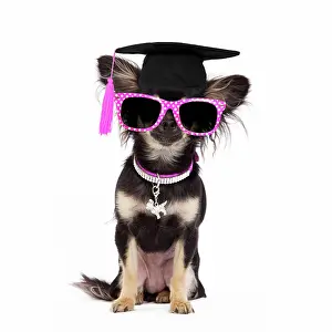 Sunglasses: Dog - Long-haired Chihuahua in studio wearing purple collar