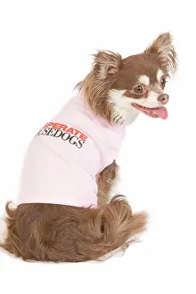Dogd: Dog - long-haired chihuahua in studio wearing t-shirt
