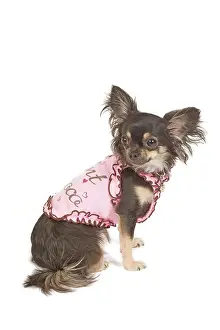 Dogd: Dog - long-haired chihuahua in studio wearing t-shirt