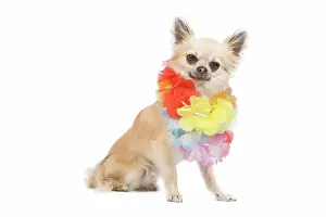 Necklace: Dog - long-haired chihuahua wearing flower necklace