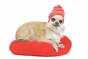 Knitted: Dog - long-haired chihuahua wearing knitted hat