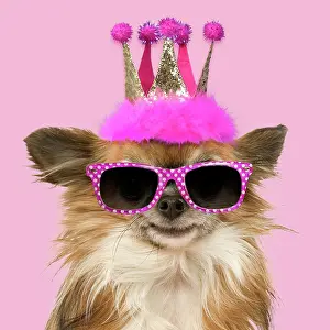 Tiara: Dog - Long-Haired Chihuahua wearing pink crown and glasses