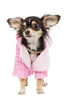 Jacket: Dog - Long-haired Chihuahua wearing pink jacket