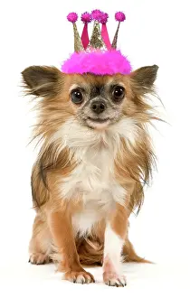 100817: Dog - Long-Haired Chihuahua wearing princes tiara